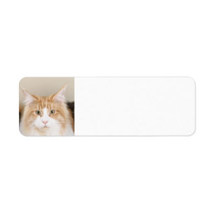 maine coon 3 label