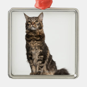 Maine Coon (8 months old) Metal Ornament