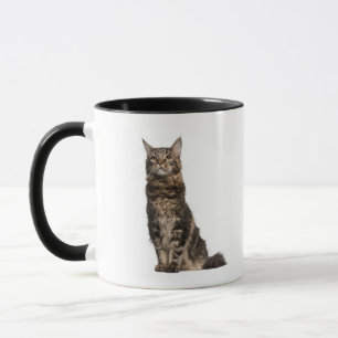 Maine Coon (8 months old) Mug