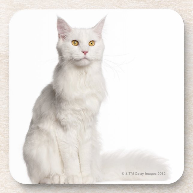 Maine Coon (8 months old) sitting Drink Coaster (Front)