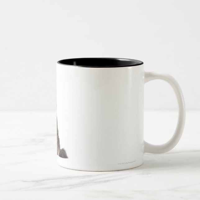 Maine Coon (8 months old) Two-Tone Coffee Mug (Right)
