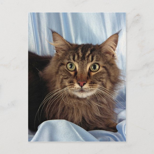 Maine Coon, brown tabby Postcard (Front)
