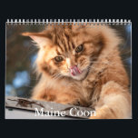 Maine Coon Calendar<br><div class="desc">A Calendar with 12 different pictures of Maine Coon Cats</div>