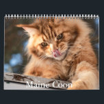 Maine Coon Calendar<br><div class="desc">A Calendar with 12 different pictures of Maine Coon Cats</div>