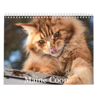 Maine Coon Calendar