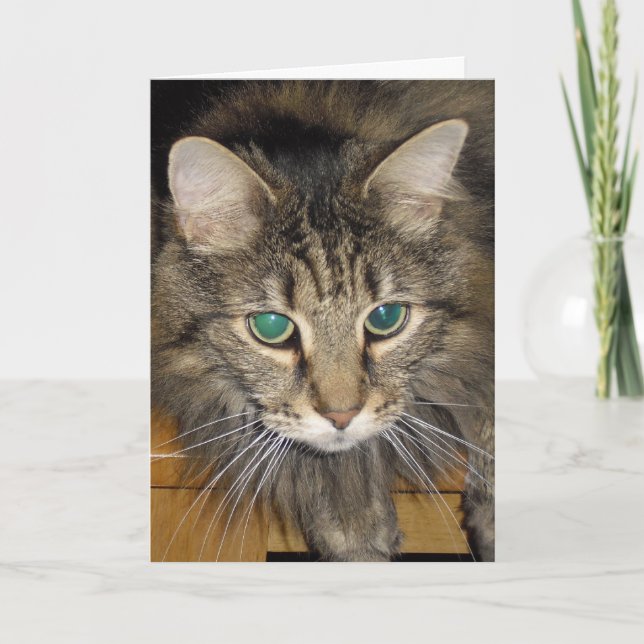Maine coon card (Front)