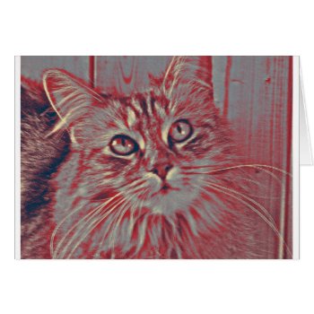 Maine Coon Cat by vintagecreations at Zazzle