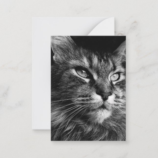 Maine coon cat 3.5 x 2.5 note card (Front)