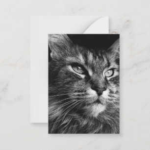 Maine coon cat 3.5 x 2.5 note card