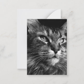 Maine coon cat 3.5 x 2.5 note card