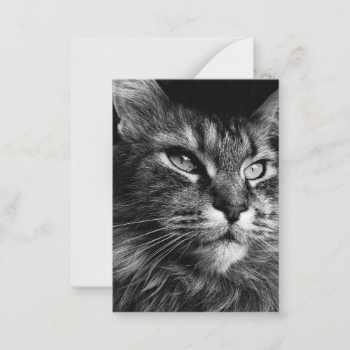 Maine coon cat 35 x 25 note card