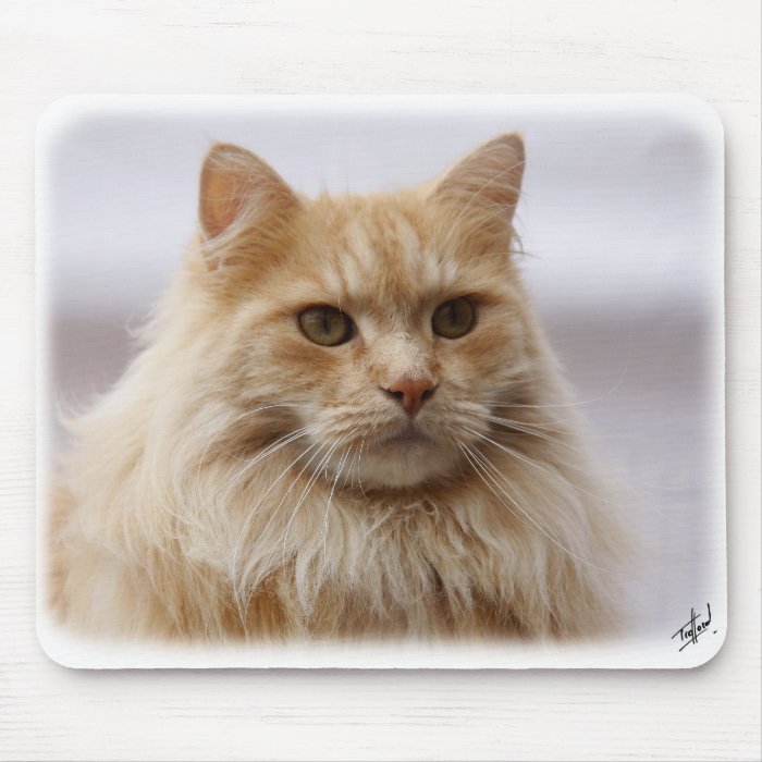 Maine Coon Cat 9Y825D 145 Mouse Pad