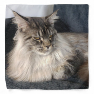 Maine Coon Cat Bandana