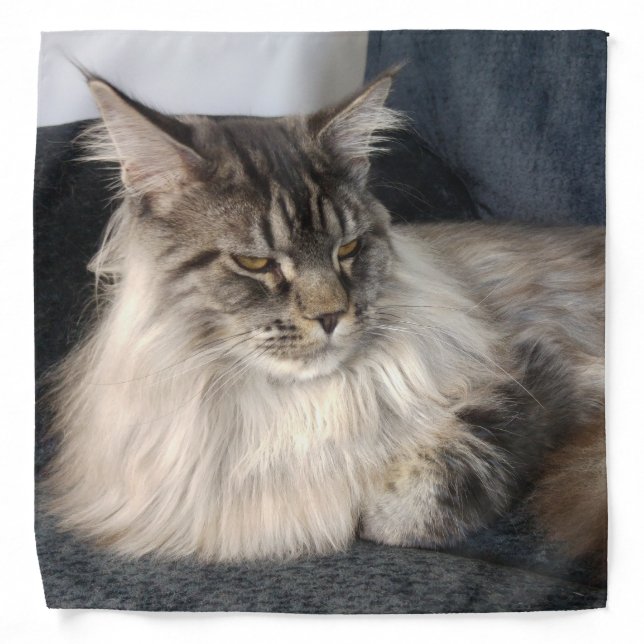 Maine Coon Cat Bandana (Front)