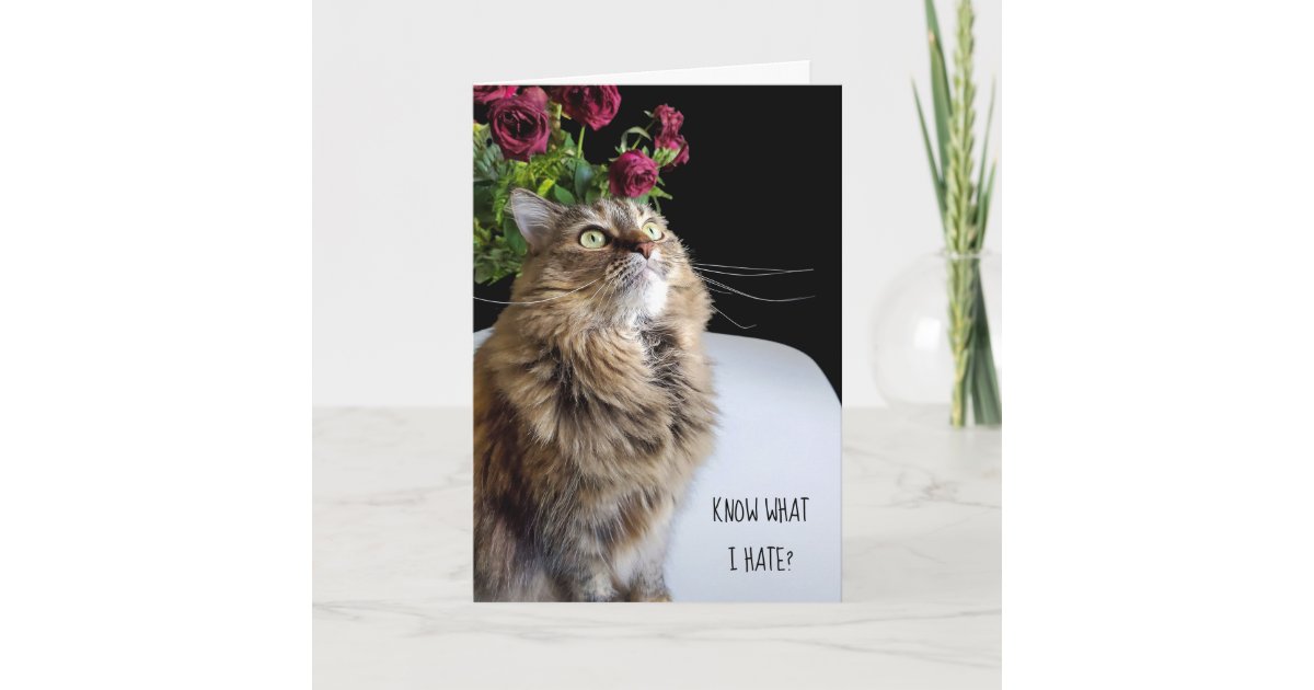 Maine Coon cat belated birthday Card | Zazzle.com