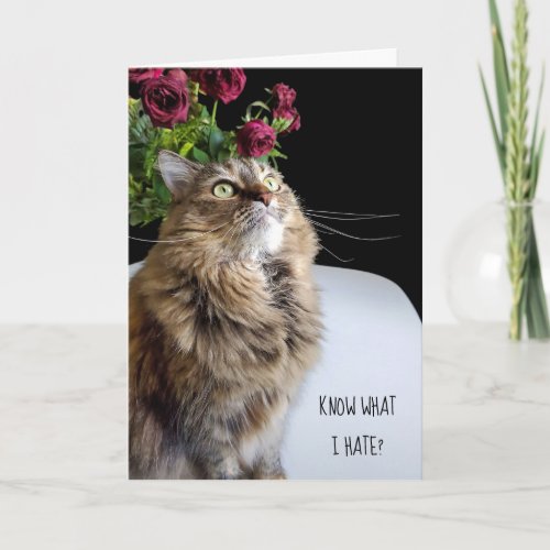 Maine Coon cat belated birthday Card