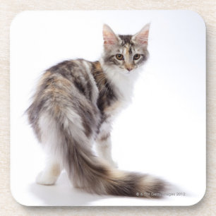 Maine Coon cat Beverage Coaster