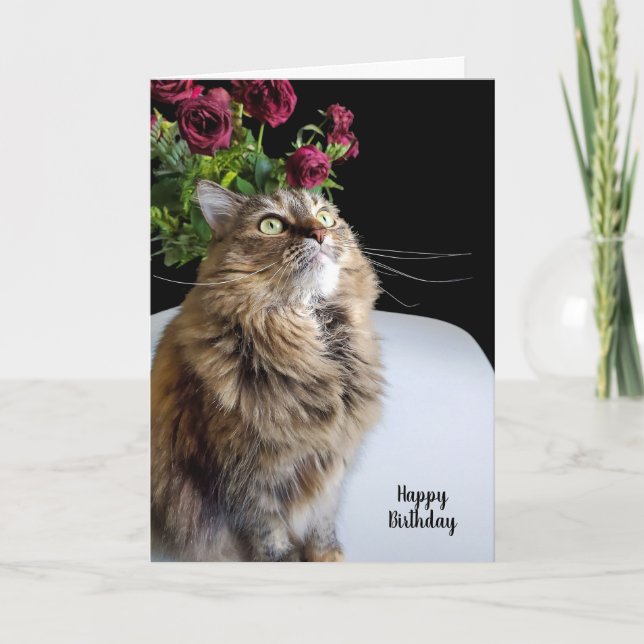 Maine Coon cat Birthday Card (Front)