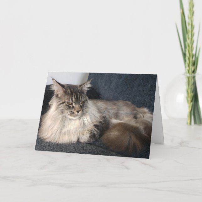 Maine Coon Cat Birthday Card (Front)