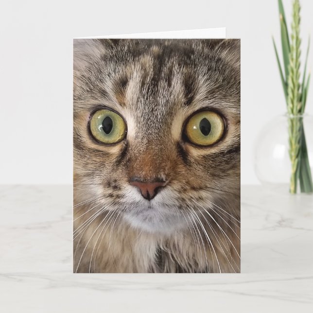 Maine Coon Cat Birthday Humor Card (Front)