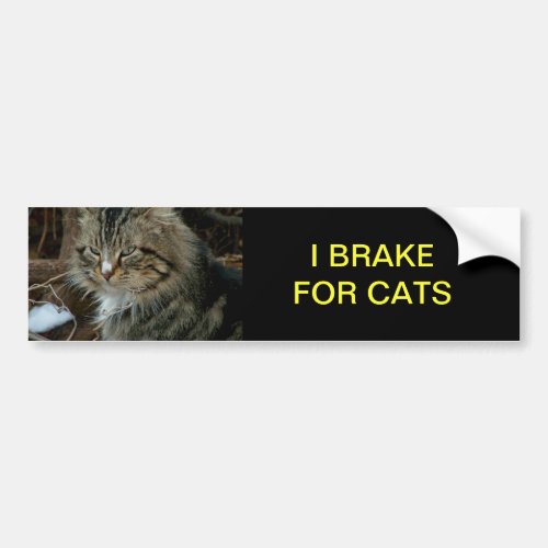 Maine Coon Cat Bumper Sticker