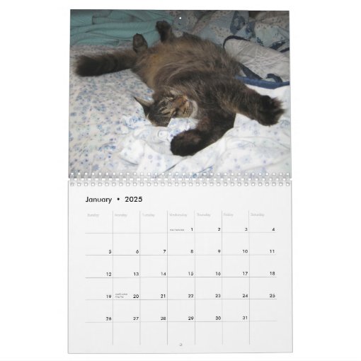 Maine Coon Cat Calendars Zazzle