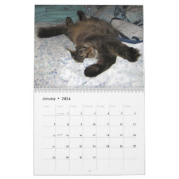 Maine Coon Cat Calendars | Zazzle