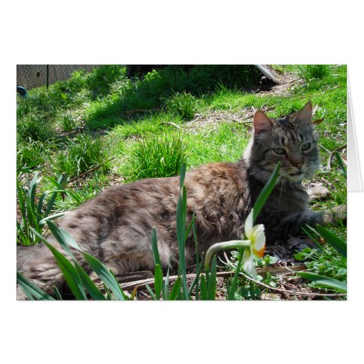 Maine Coon Cat Cards (Front Horizontal)