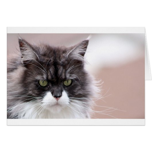 Maine Coon Cat Cards (Front Horizontal)