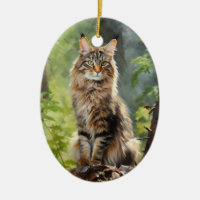Maine Coon cat