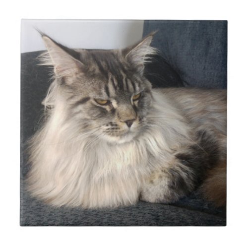 Maine Coon Cat Ceramic Tile