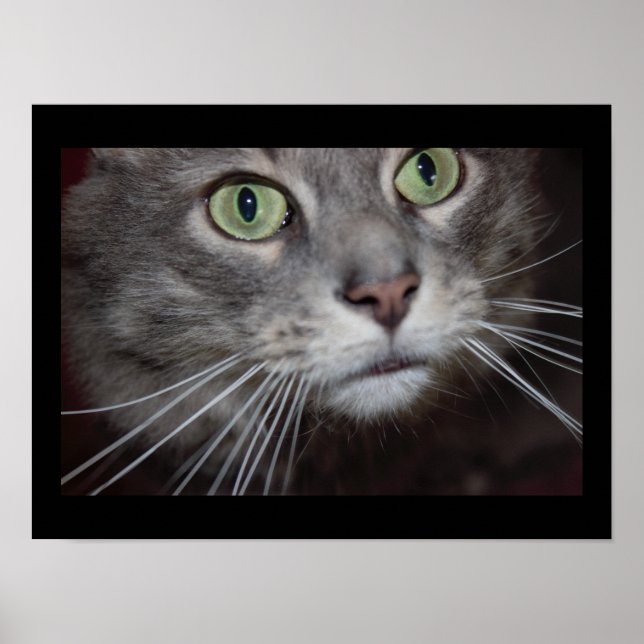 Maine Coon Cat Close-up Poster (Front)