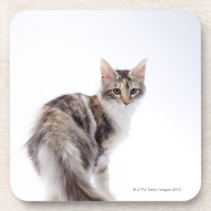 Maine Coon cat Drink Coaster