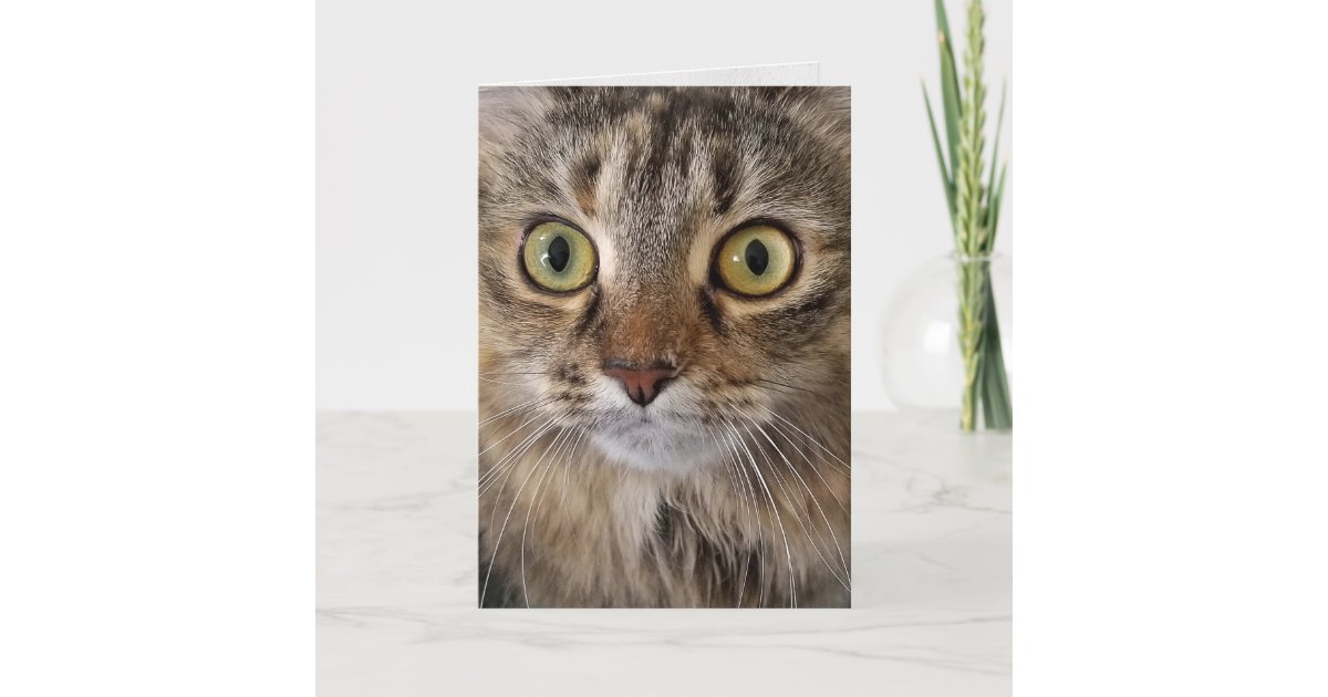 Maine Coon Cat face birthday Card | Zazzle.com