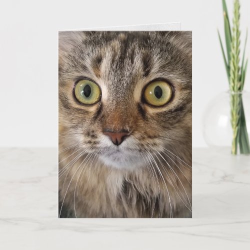 Maine Coon Cat face birthday Card