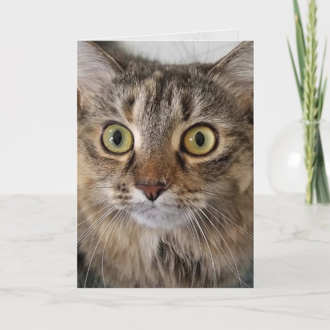 Maine Coon Cat Face Birthday Card (Front)