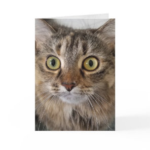 Maine Coon Cat Face Birthday Card