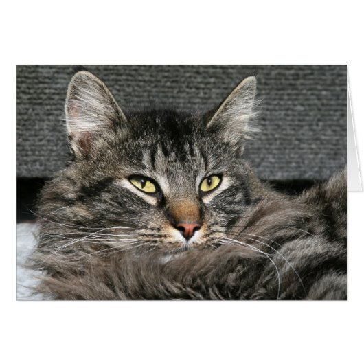 Maine Coon cat face Cards (Front Horizontal)