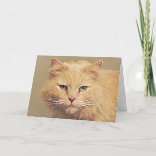 Maine Coon Cat Get Well Card