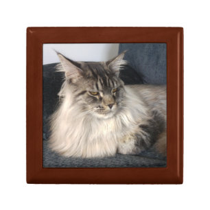 Maine Coon Cat Gift Box