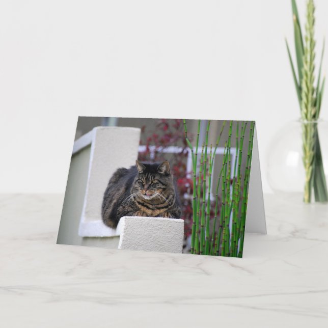 Maine Coon Cat in Garden Greeting Card (Front)