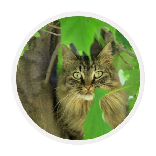 Maine Coon Cat in Tree Edible Frosting Rounds