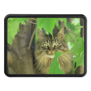 Maine Coon Cat in Tree Hitch Cover