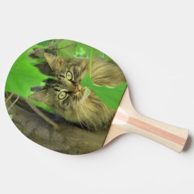 Maine Coon Cat in Tree
