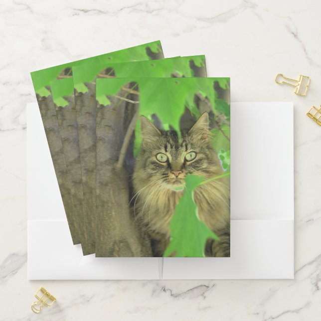Maine Coon Cat in Tree Pocket Folder (In Situ)