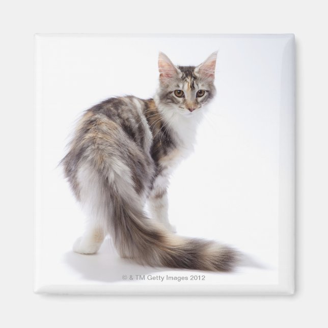 Maine Coon cat Magnet (Front)