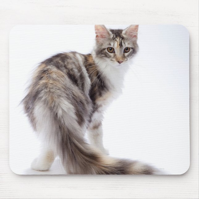 Maine Coon cat Mouse Pad (Front)