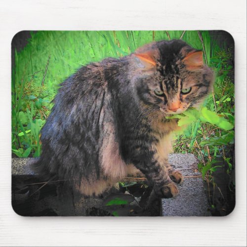 Maine Coon Cat on bricks Mouse Pad