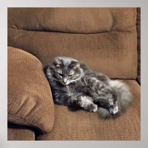 Maine Coon Cat on Sofa Poster