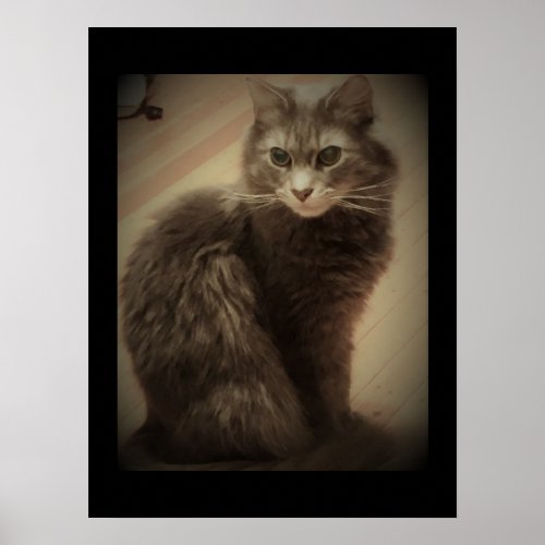 Maine Coon Cat Photo Poster